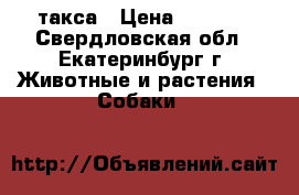  такса › Цена ­ 3 500 - Свердловская обл., Екатеринбург г. Животные и растения » Собаки   